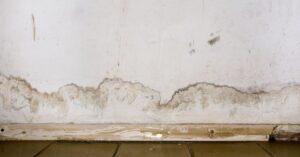 What Is The Difference Between Mold Remediation and Mold Removal?