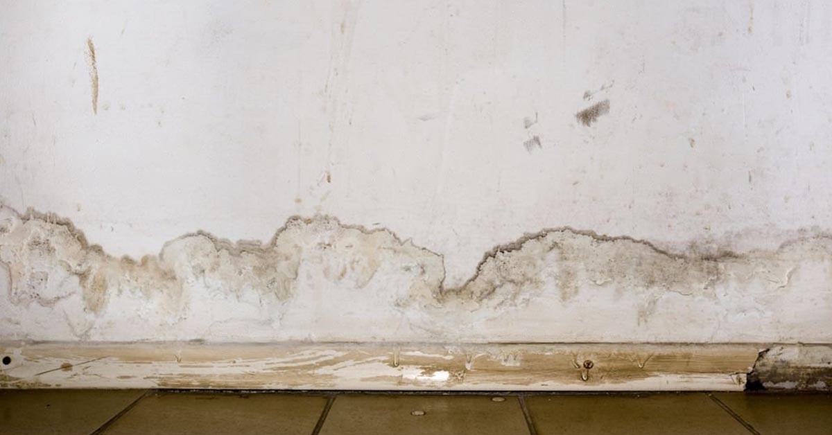 What Is The Difference Between Mold Remediation and Mold Removal?