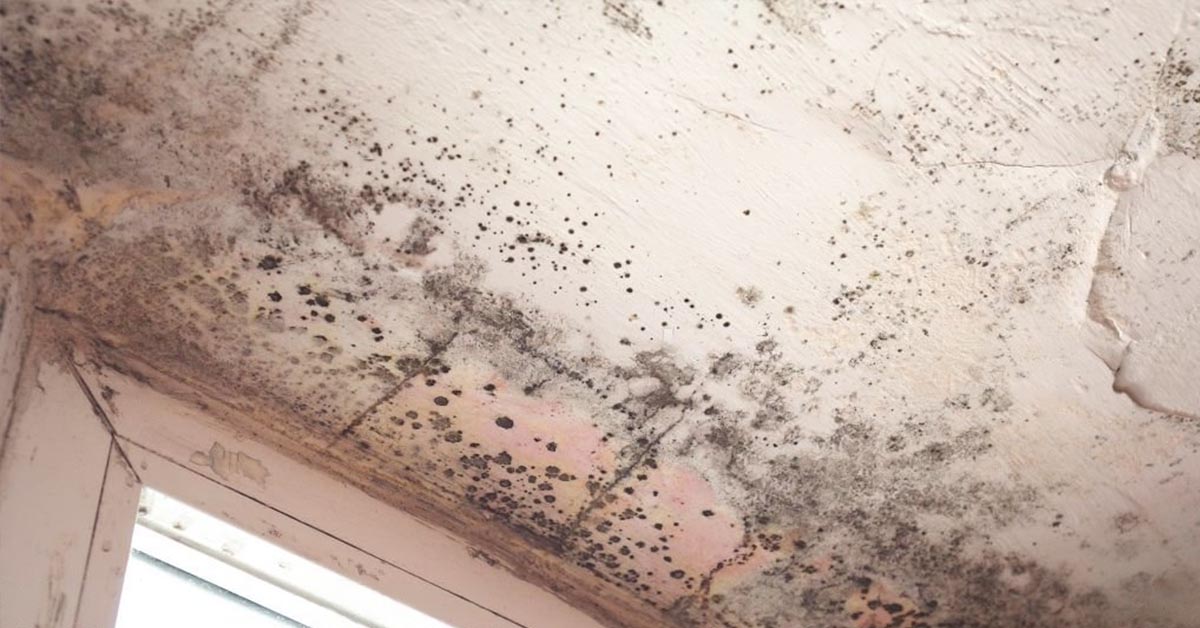 what can kill mold