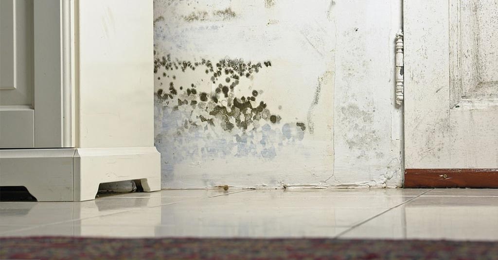 How Do You Know If Your Home Has Mold?