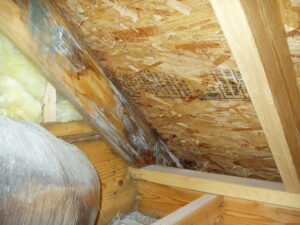 How Does Attic Mold Damage Your Home