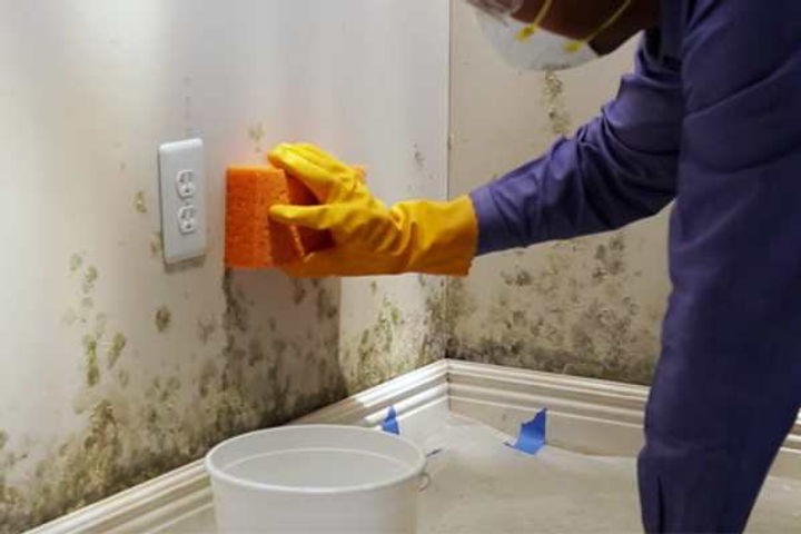 Reasons To Never DIY Mold Removal