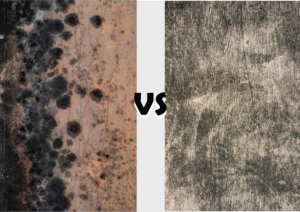 What is the Difference between Mold and Mildew