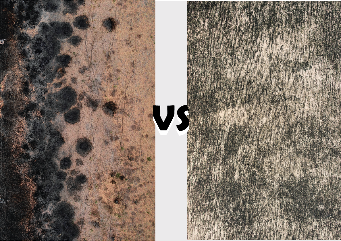 What is the Difference between Mold and Mildew